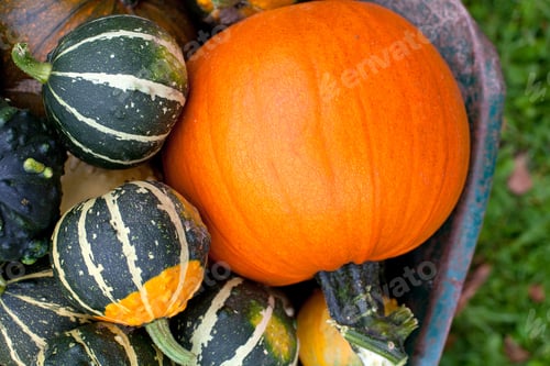 Preview: Wheelbarrow Of Pumpkins