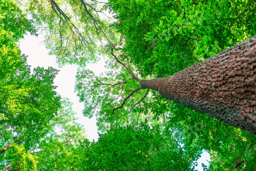 Preview: Forest Trees Nature Green Wood Sunlight Backgrounds