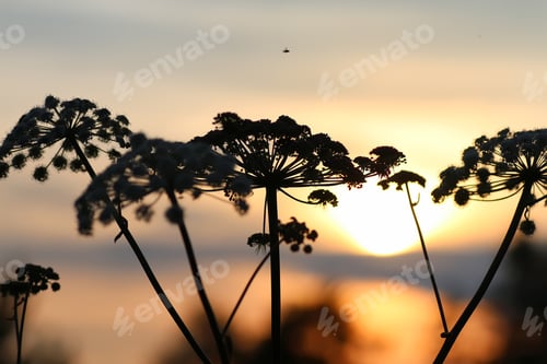 Preview: Sunset Nature Tree Sihleuette