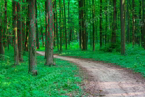 Preview: Beautiful Green Forest