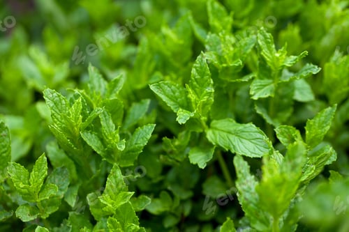 Preview: Mint Growing