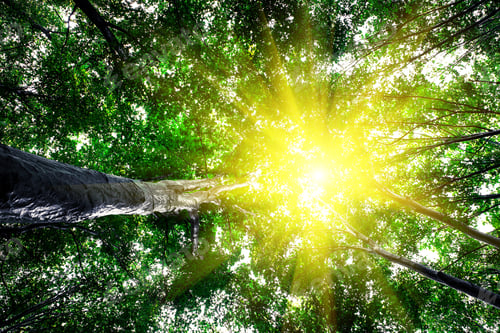 Preview: Forest Trees
