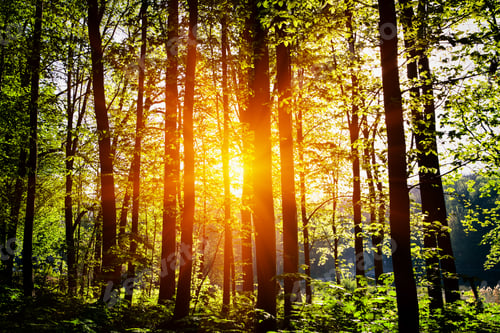 Preview: Beautiful Green Forest