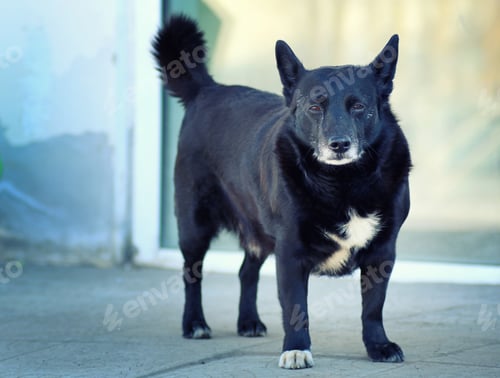 Preview: Black Dog Close