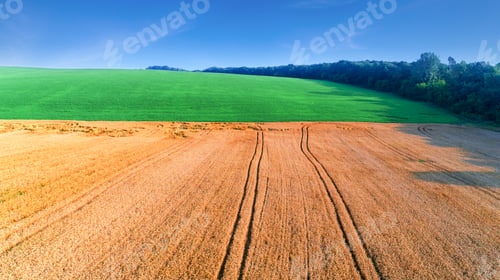 Preview: The Yellow Field Is At Sunset Shot With The Drone