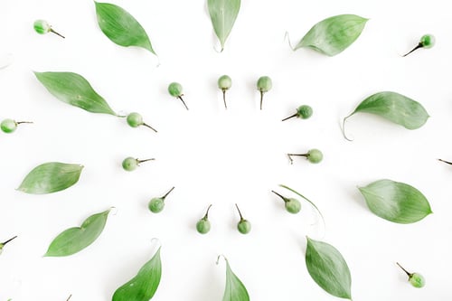 Preview: Frame Wreath Of Green Leaves On White Background, Flat Lay, Top View. Flower Background.