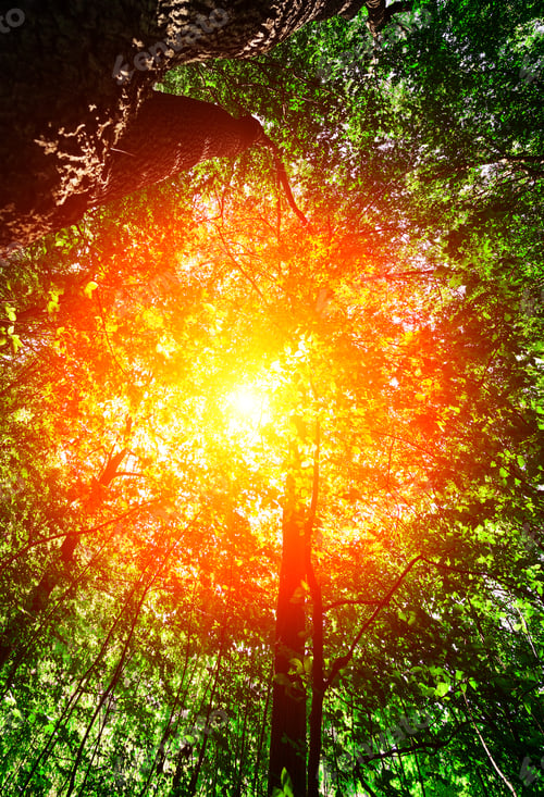 Preview: Forest Trees Nature Green Wood Sunlight Backgrounds