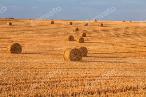 Preview: Wheat Field After Harvest With Straw Bales At Sunset
