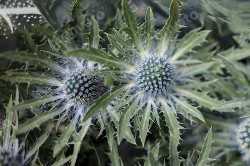 Preview: Thistle Flowers