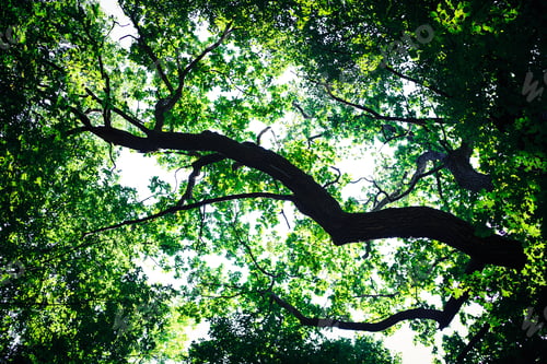 Preview: Forest Trees Nature Green Wood Sunlight Backgrounds