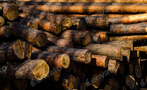 Preview: Texture Of The Pine Logs In For Background