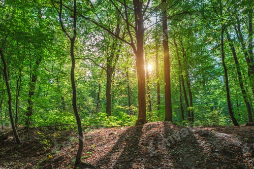 Preview: Beautiful Morning Spring Green Forest