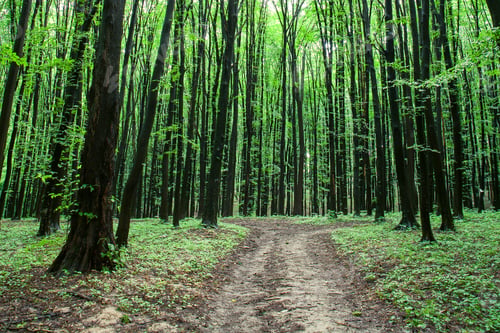 Preview: Beautiful Green Forest