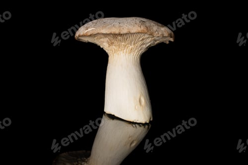Preview: One Whole Fresh Creamy King Trumpet Mushroom Isolated On Black Glass