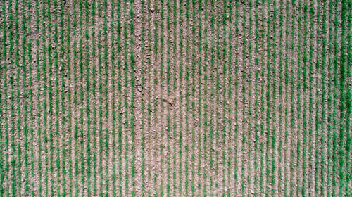 Preview: Abstract Geometric Shapes Of Agricultural Parcels Of Different Crops In Yellow And Green Colors
