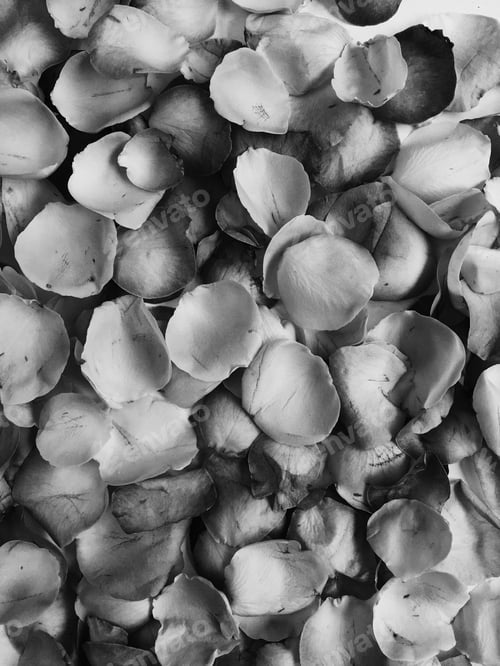 Preview: Black And White Image. Rose Petals. Valentine'S Day Background. Flat Lay, Top View Monochrome