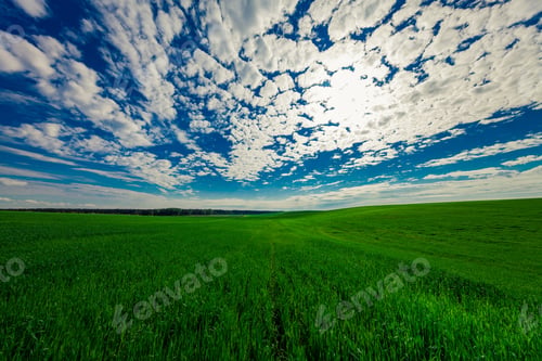 Preview: Green Field And Beautiful Sunset