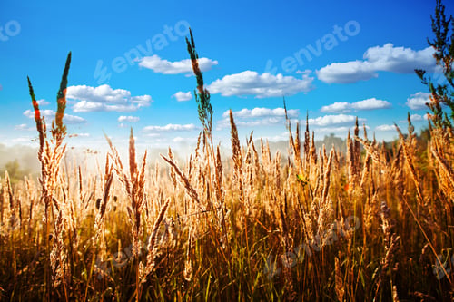 Preview: Wheat Field