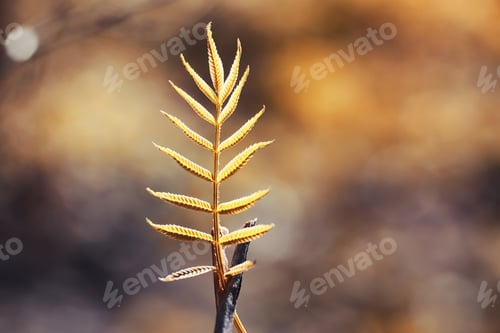 Preview: Autumn Nature. Leaves And Bushes With The Yellow Leaves In Park In Spring. Autumn Leaves On