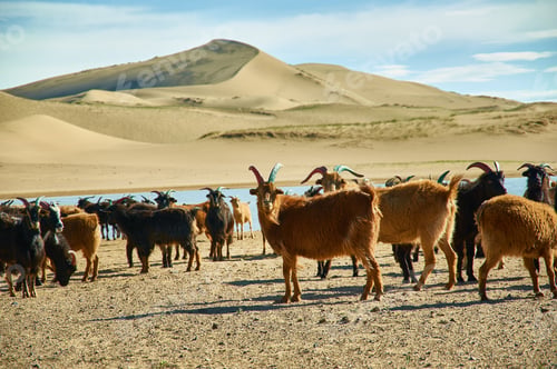 Preview: Sands Mongol Els, Herd Of Animals Grazed On The Grass