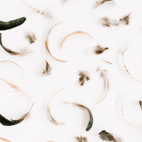 Preview: Bird Feathers Pattern. Flat Lay, Top View