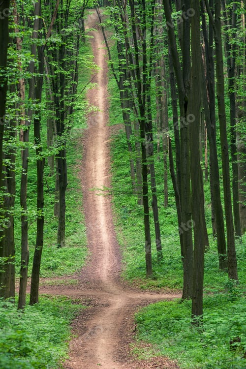 Preview: Beautiful Green Forest