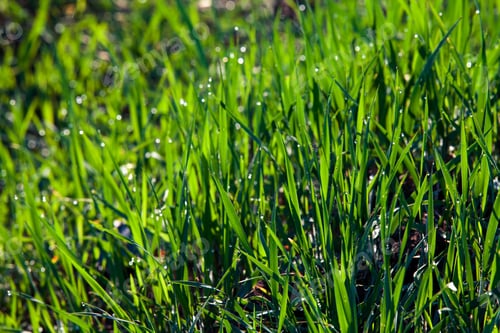 Preview: Green Grass