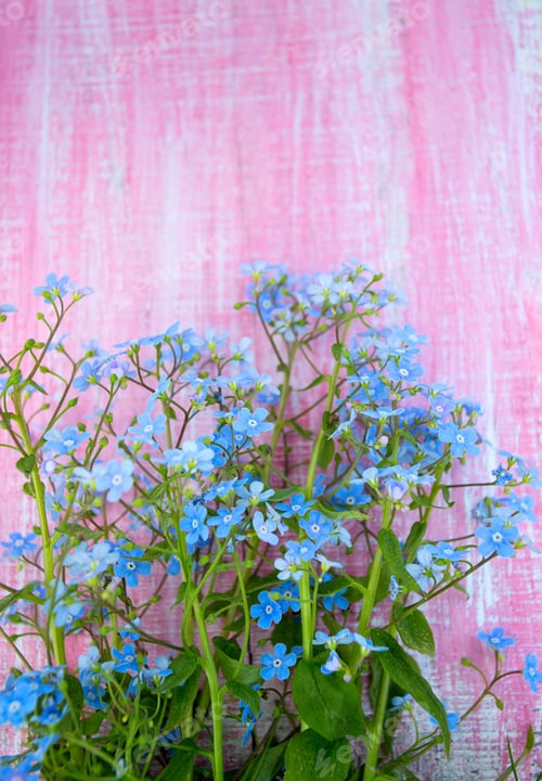 Preview: Forgetmenot Flowers On Wooden Surface
