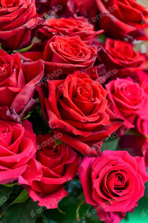 Preview: Natural Fresh Roses Background