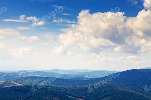 Preview: Pine Tree Forest