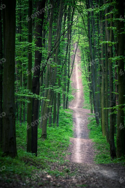 Preview: Beautiful Green Forest