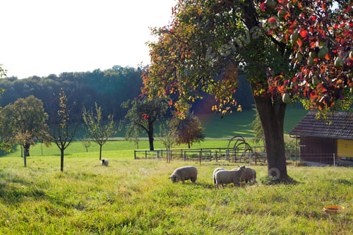 Preview: Autumn Landscape With Sheep