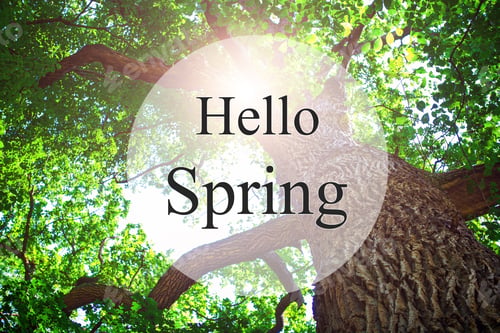Preview: Hello Spring, Beautiful Green Forest