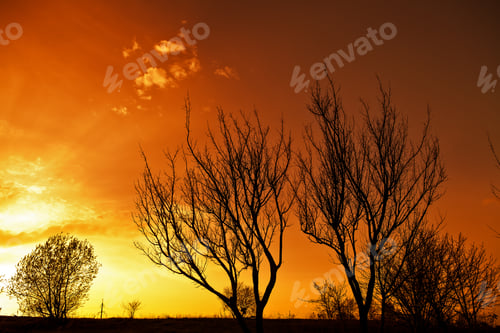 Preview: Tree Sunset