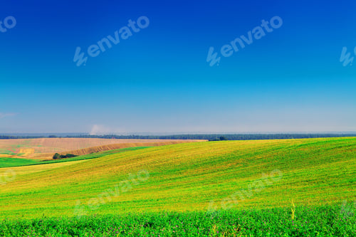 Preview: Green Grass Under Blue Sky