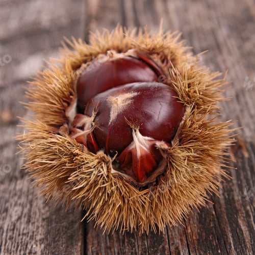 Preview: Chestnut