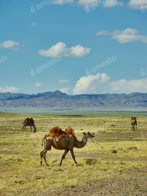 Preview: Bactrian Or Two-Humped Camel Gobi Desert, Mongolia