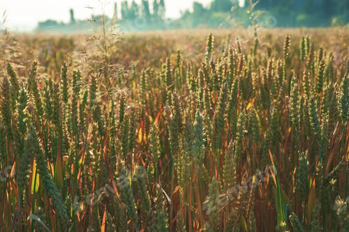 Preview: Wheat Field