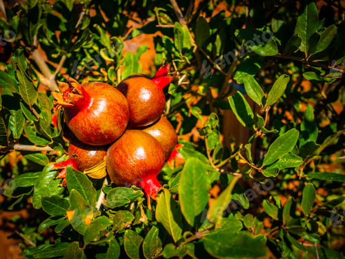 Preview: Ripe Pomegranate Fruits - Organic Cultivation