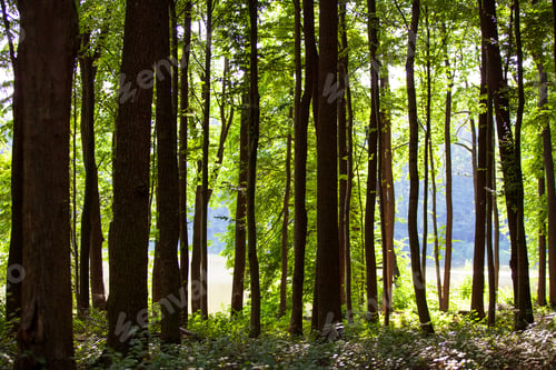 Preview: Beautiful Green Forest