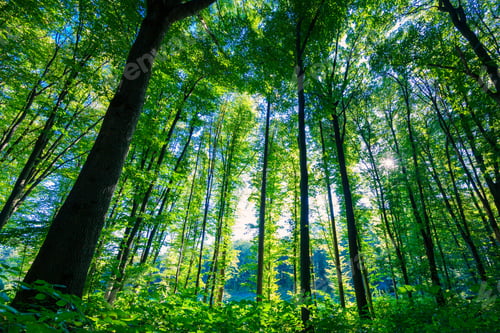 Preview: Beautiful Green Forest
