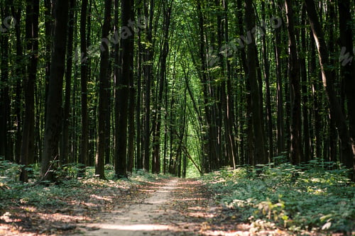 Preview: Beautiful Green Forest