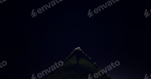 Preview: Macro Shot Of A Flower Petal With Splashes Drops Of Water. Texture Of Leaf And Petal On A