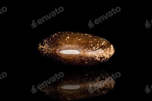 Preview: One Whole Speckled Brown Bean Pinto Isolated On Black Glass