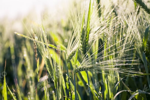 Preview: Yellow Grain Ready For Harvest Growing In A Farm Field