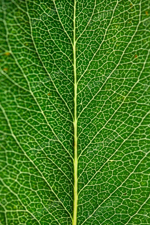 Preview: Green Leaf Texture