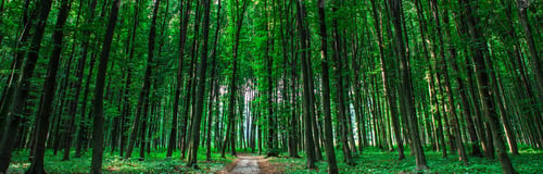 Preview: Beautiful Green Forest