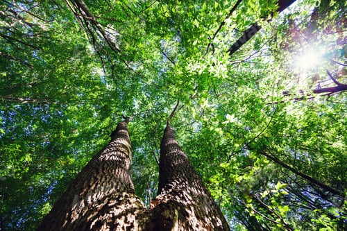 Preview: Forest Trees Nature Green Wood Sunlight Backgrounds