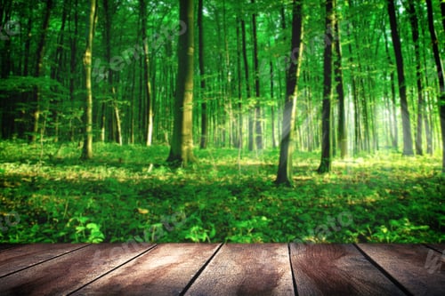 Preview: Sunbeams Pour Into The Autumn Forest