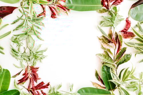 Visualização: Pétalas vermelhas e verdes e moldura de folhas em fundo branco. Flat Lay.